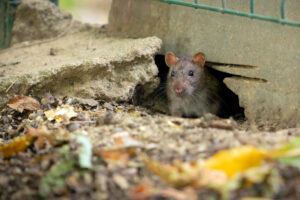 rat-comes-out-hole-close-up