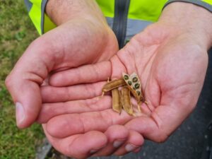 trefnant seeds