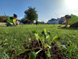 volunteerwildflower-planting